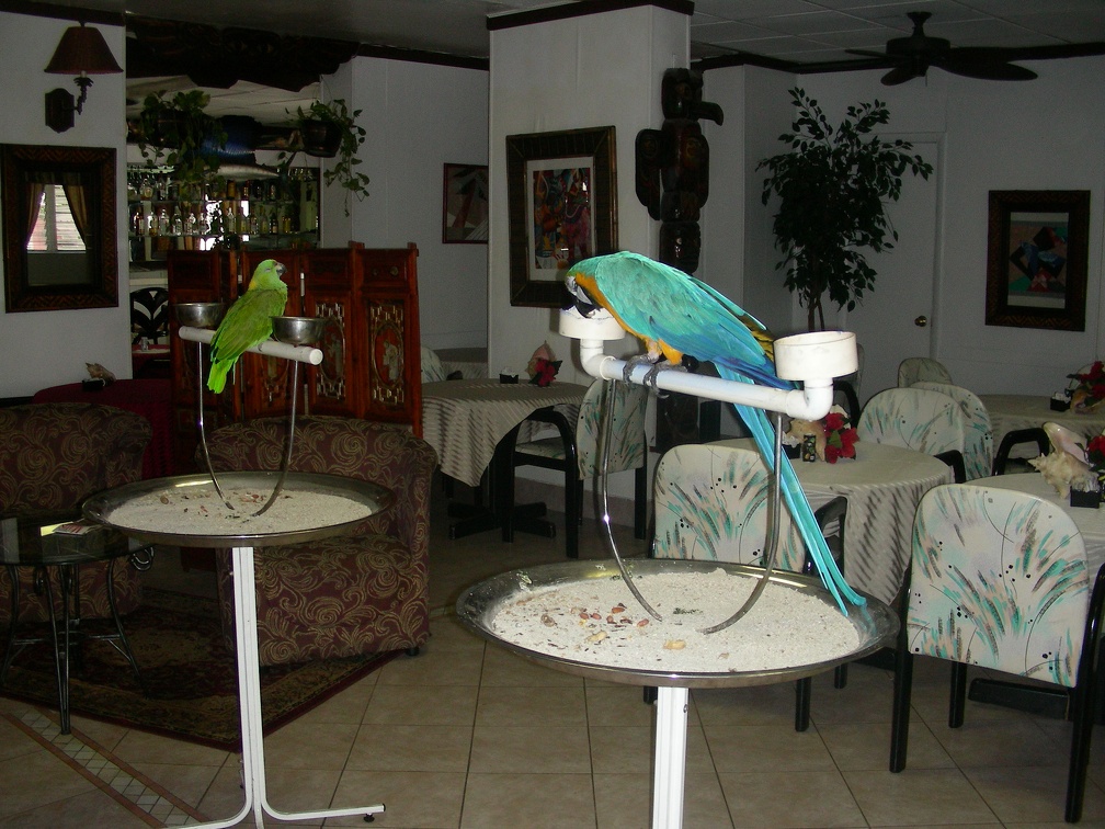 007-hotel parrots